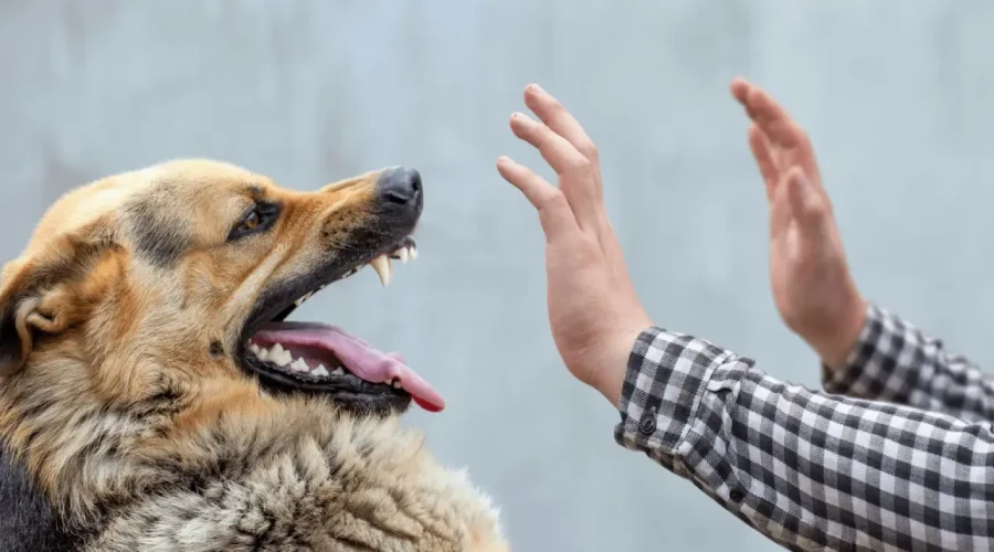 ujed psa - ujed psa lutalice - ujed psa odsteta - ujed psa advokat - ujed psa naknada stete 